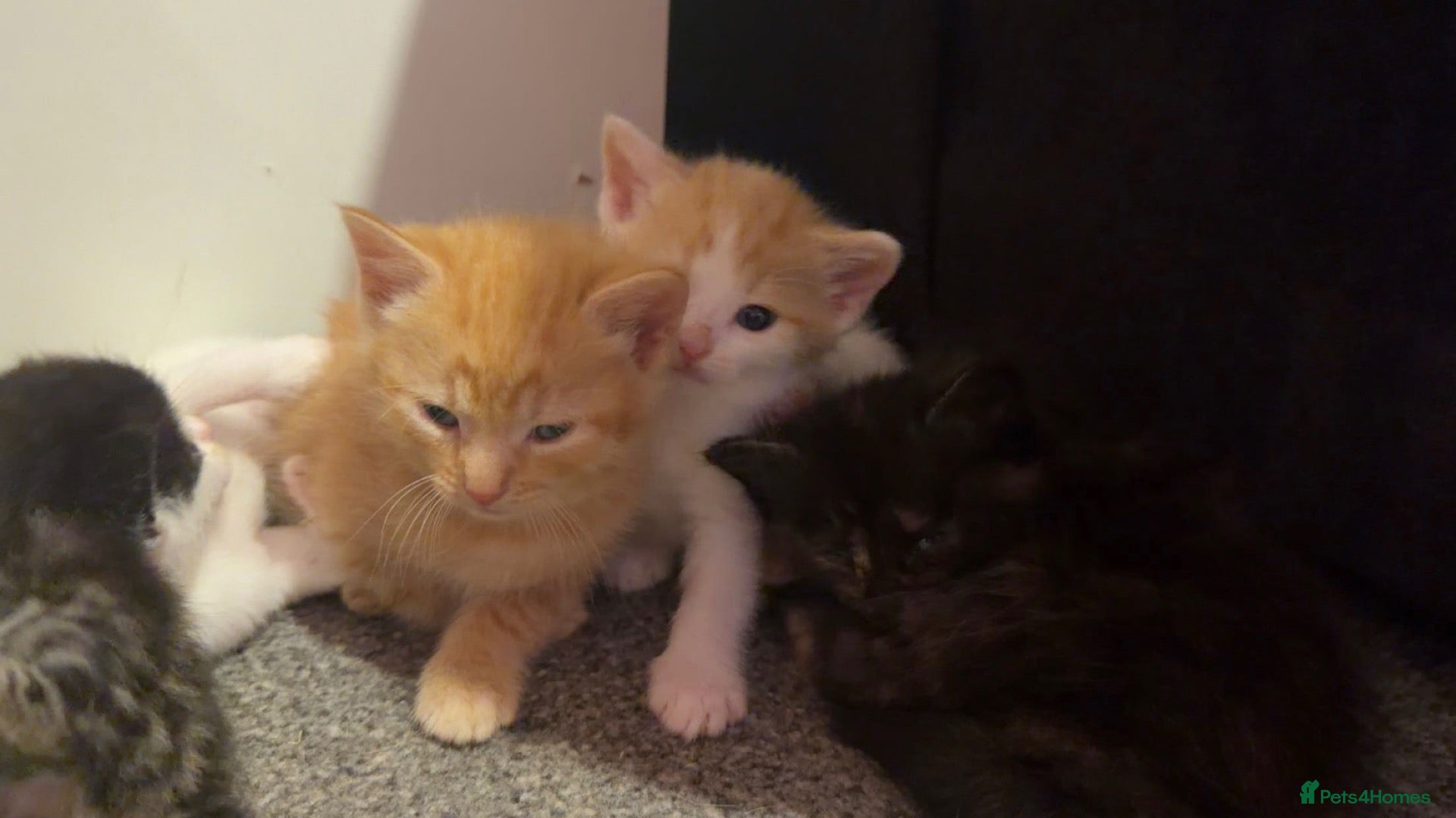 Mixed Breed cats Stunning domestic kittens - Advert 3
