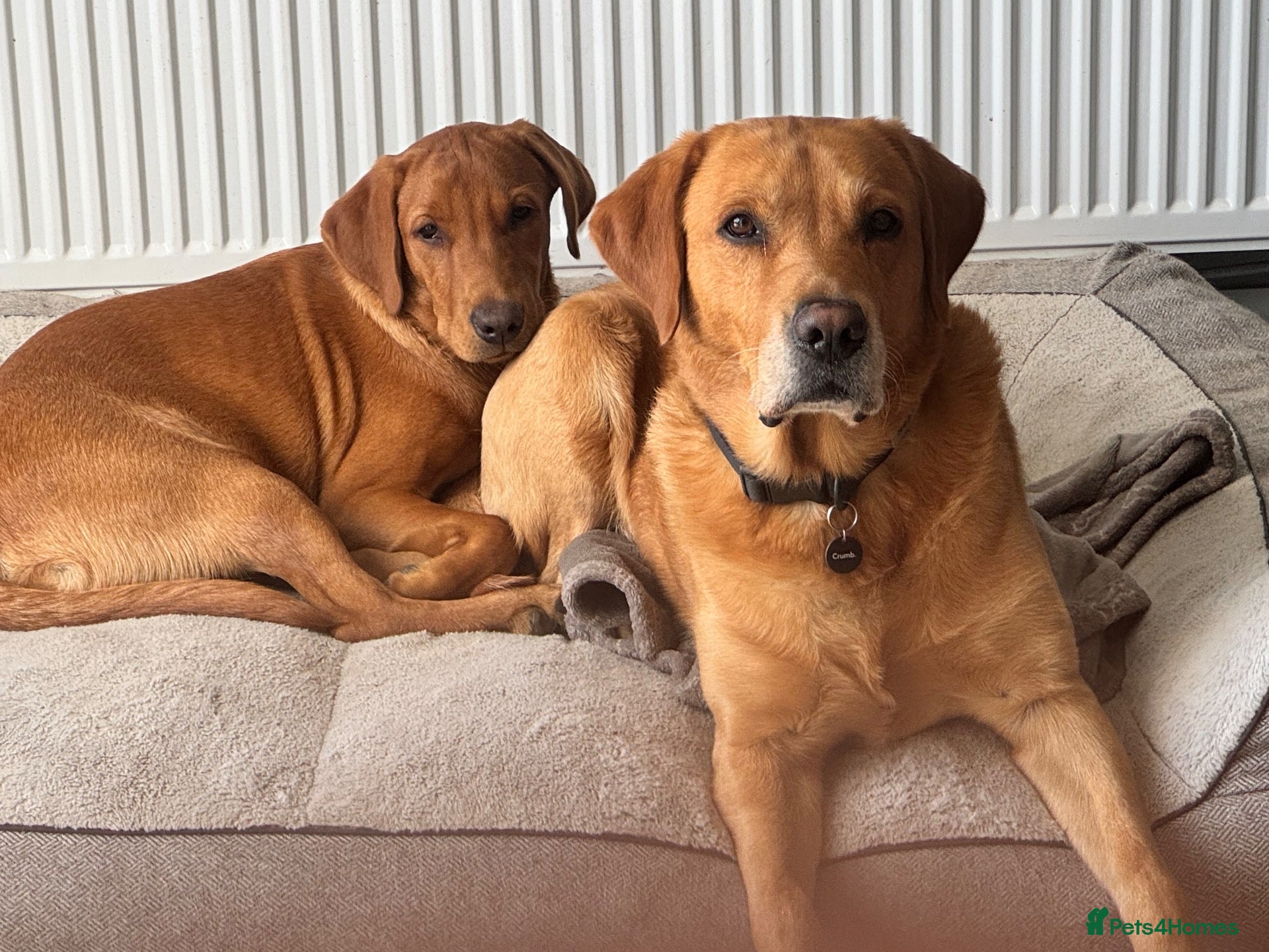 Labrador Retriever dogs 🐾🐾🦴Loving boy for Stud🦴🐾🐾 - Advert 16