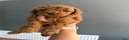 Toy Poodle dogs for sale: Beautiful Red Toy Poodle Puppies -Boy & Girl  - Advert 9