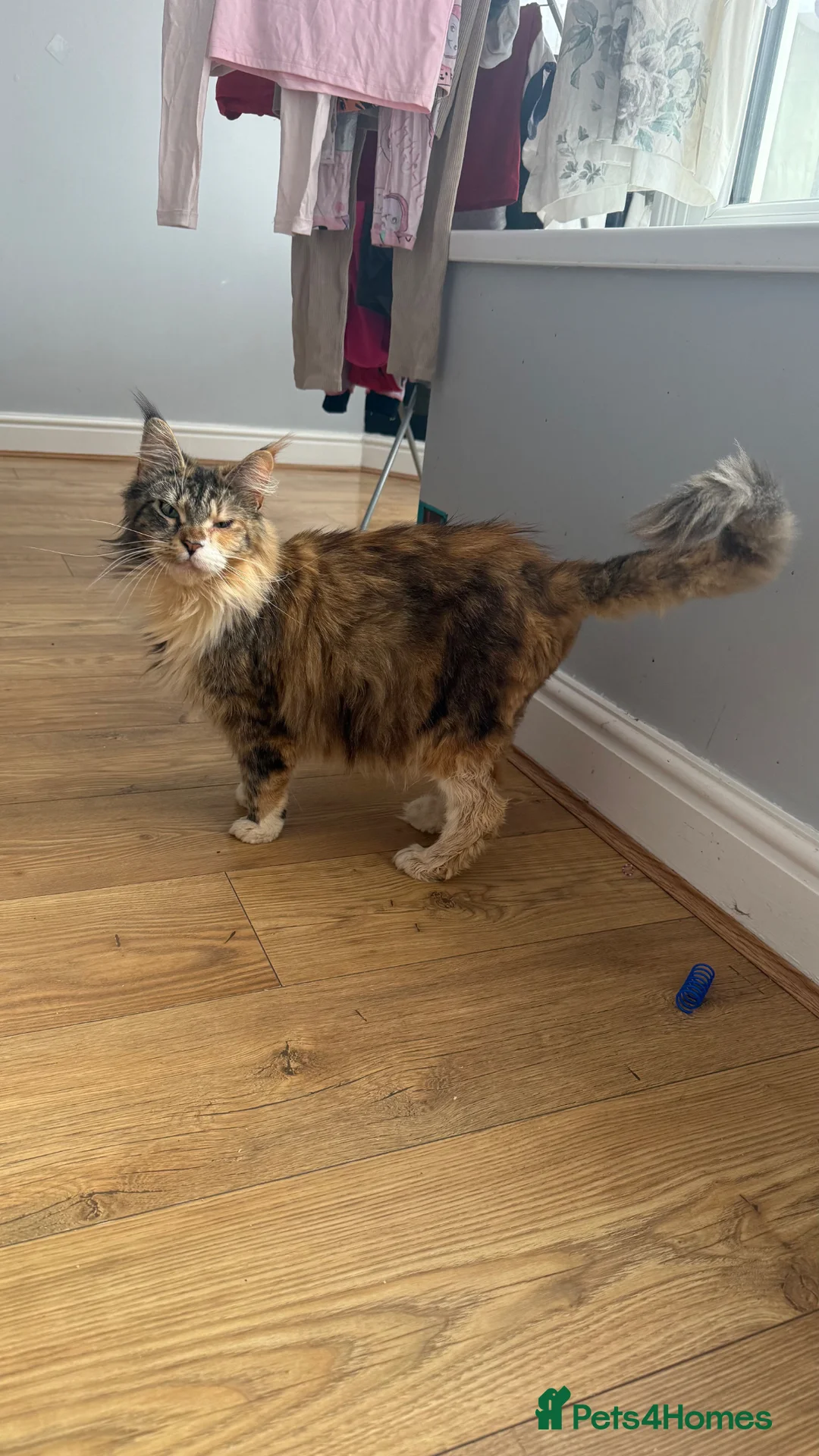 Maine Coon cats for sale: Beautiful Girl for new home in Basildon - Advert 2