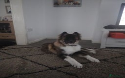 Akita dogs for sale: Long haired American akita  - Image 2