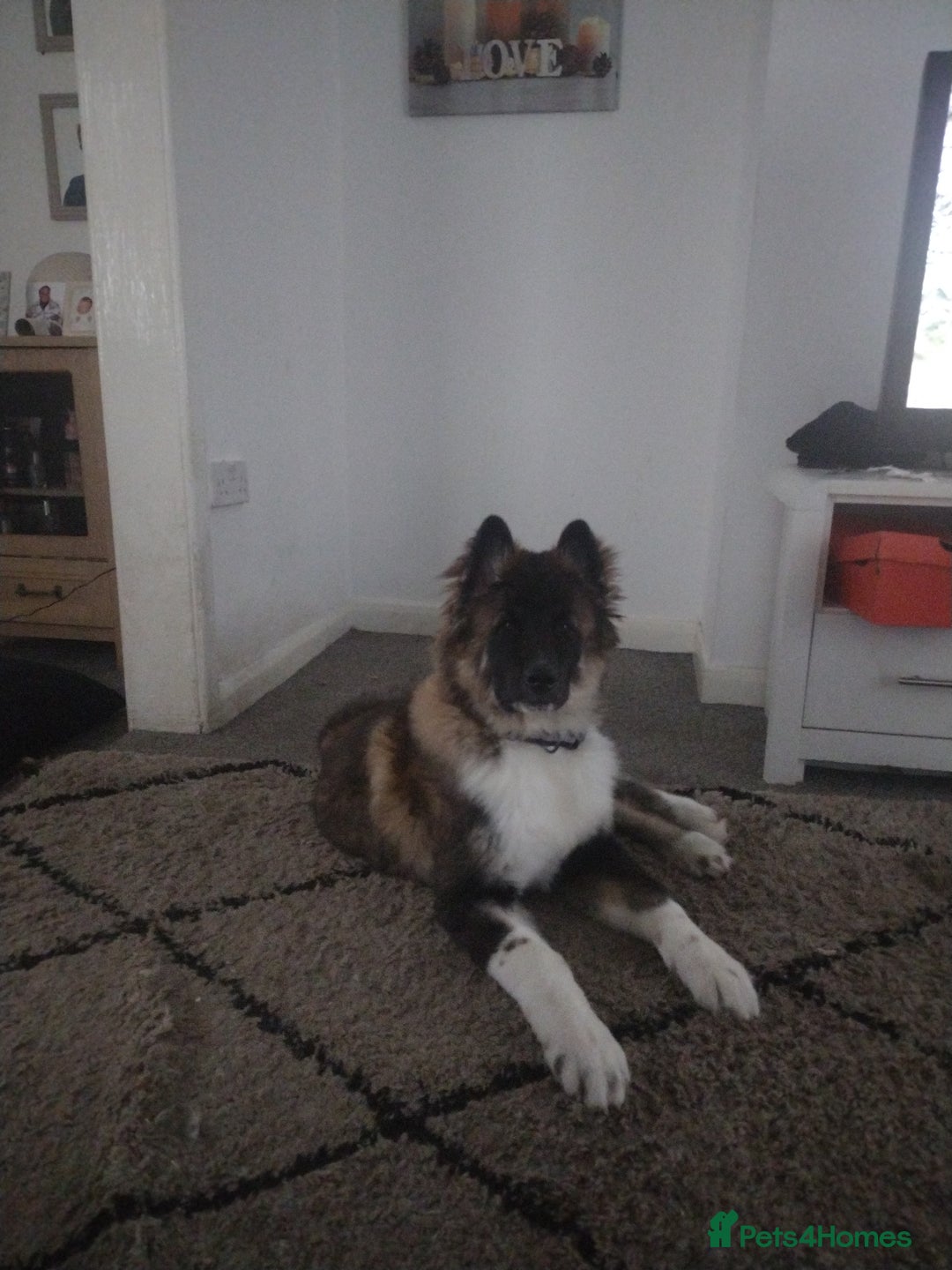 Akita dogs for sale: Long haired American akita  - Image 2