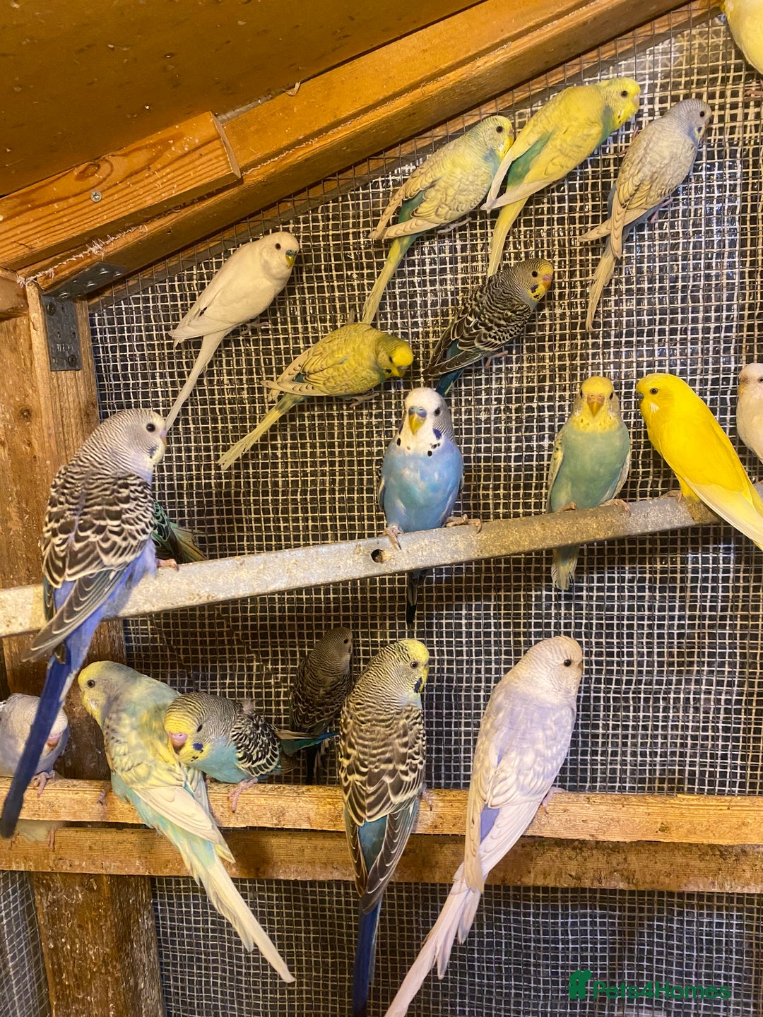 Budgerigars birds for sale: Colourful Budgies For Sale. - Image 5