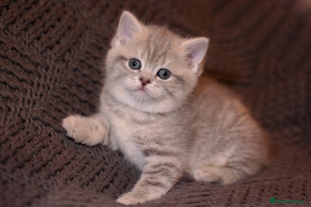 Scottish Fold cats for sale: Gorgeous Scottish Fold and straight kittens - Advert 15