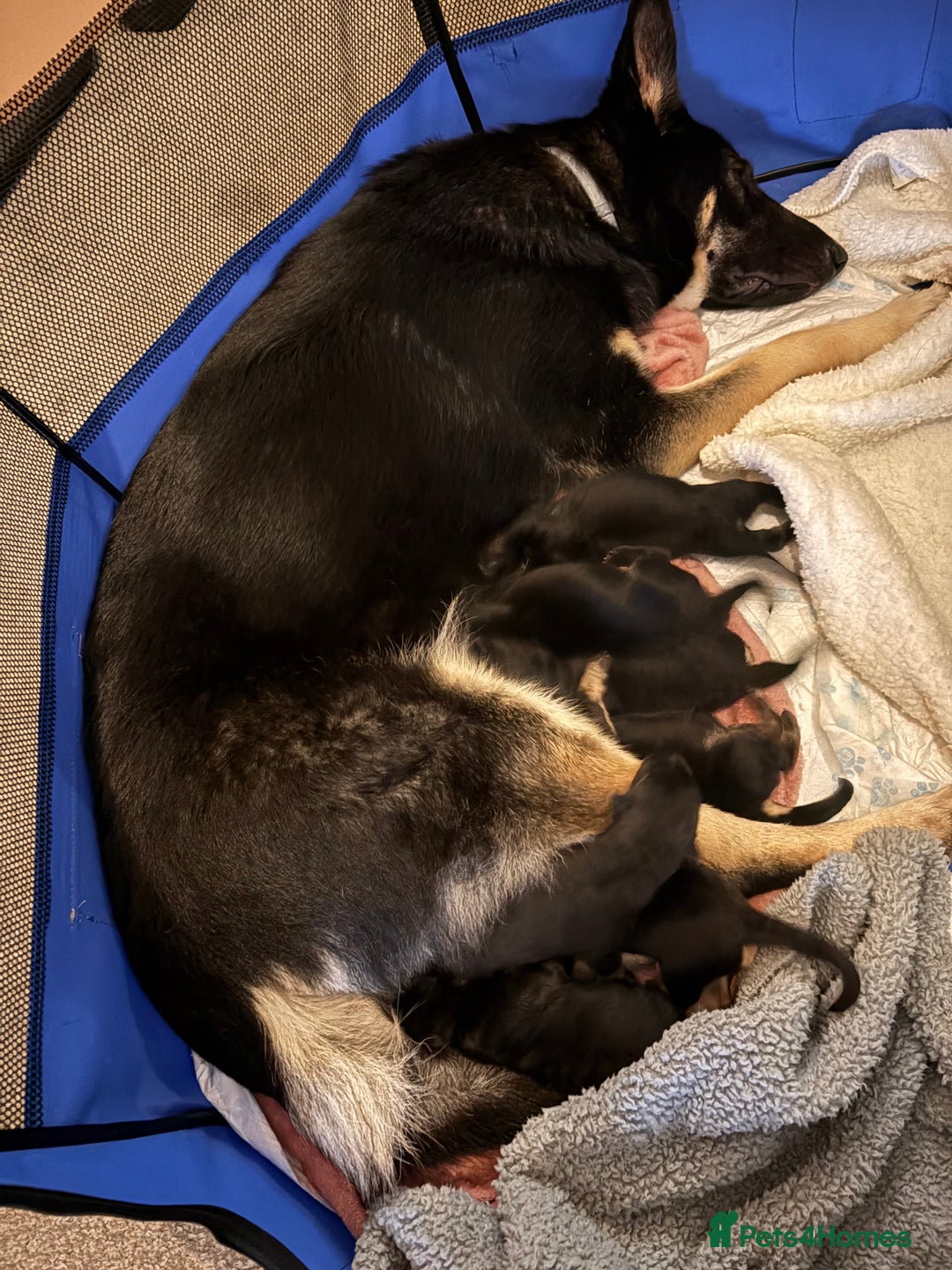 German Shepherd dogs for sale: German Shepherd puppies  - Image 2