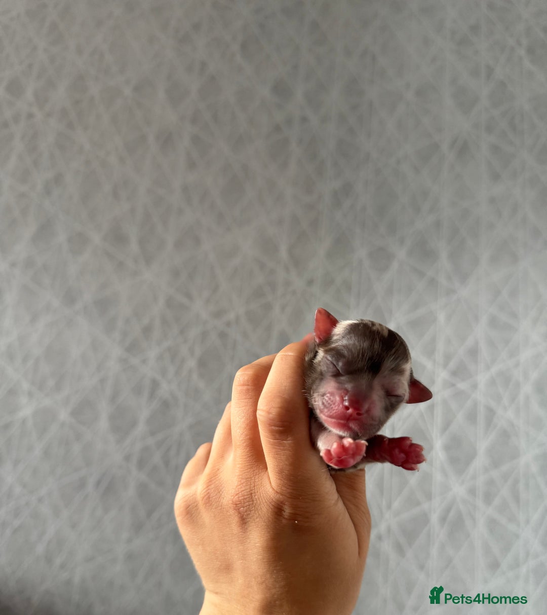 Chihuahua dogs for sale: Chocolate Merle Longhair Chihuahua,1boy 1girl left - Image 10