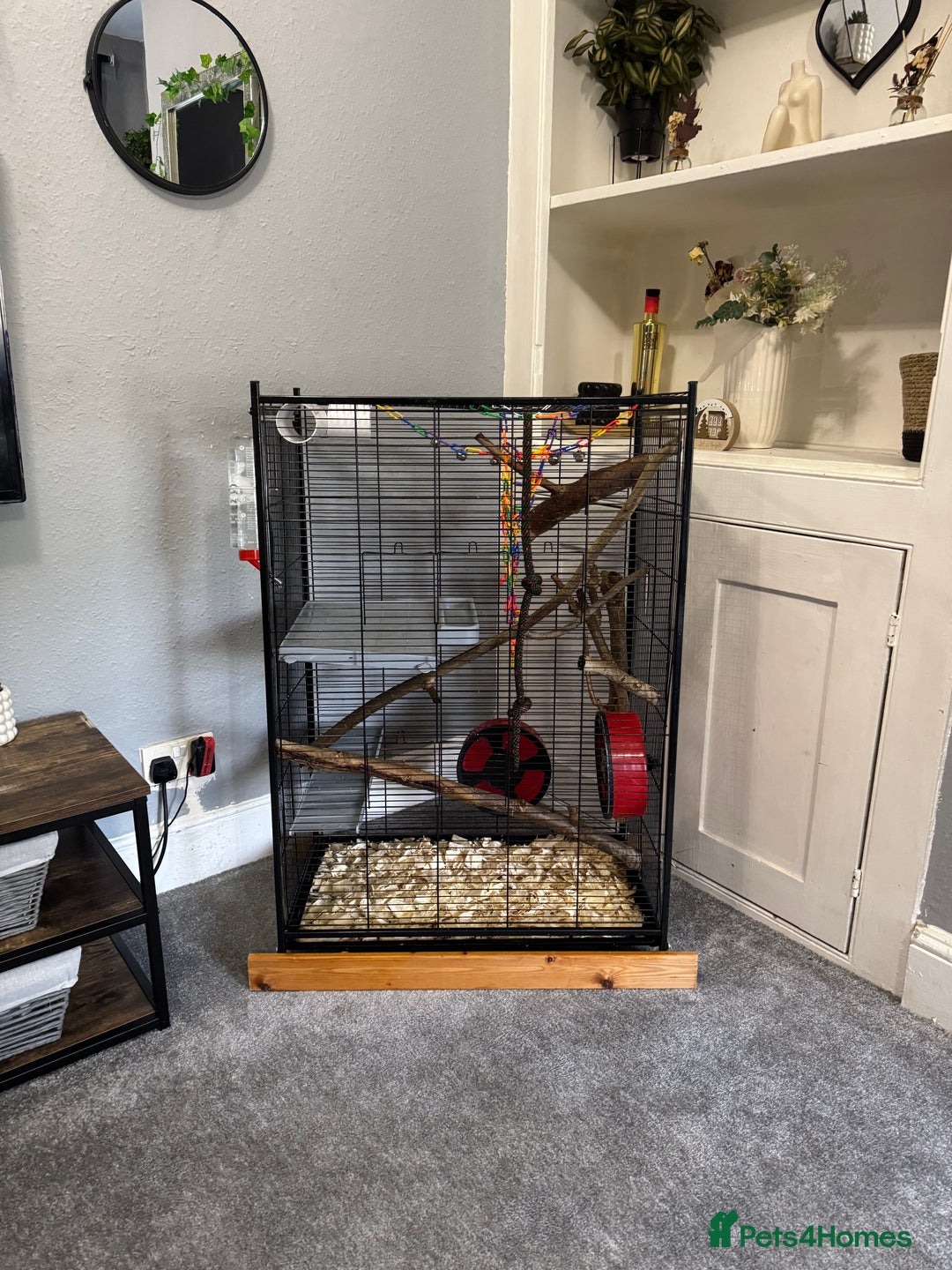 Sugar Glider rodents for sale: Two sugar gliders and full set up - Image 9