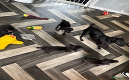 Patterjack dogs for sale: Patterjaks  - Image 6