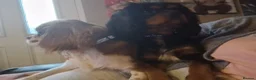 Cavalier King Charles Spaniel dogs for sale: X2 caviler king charles brothers - Advert 11