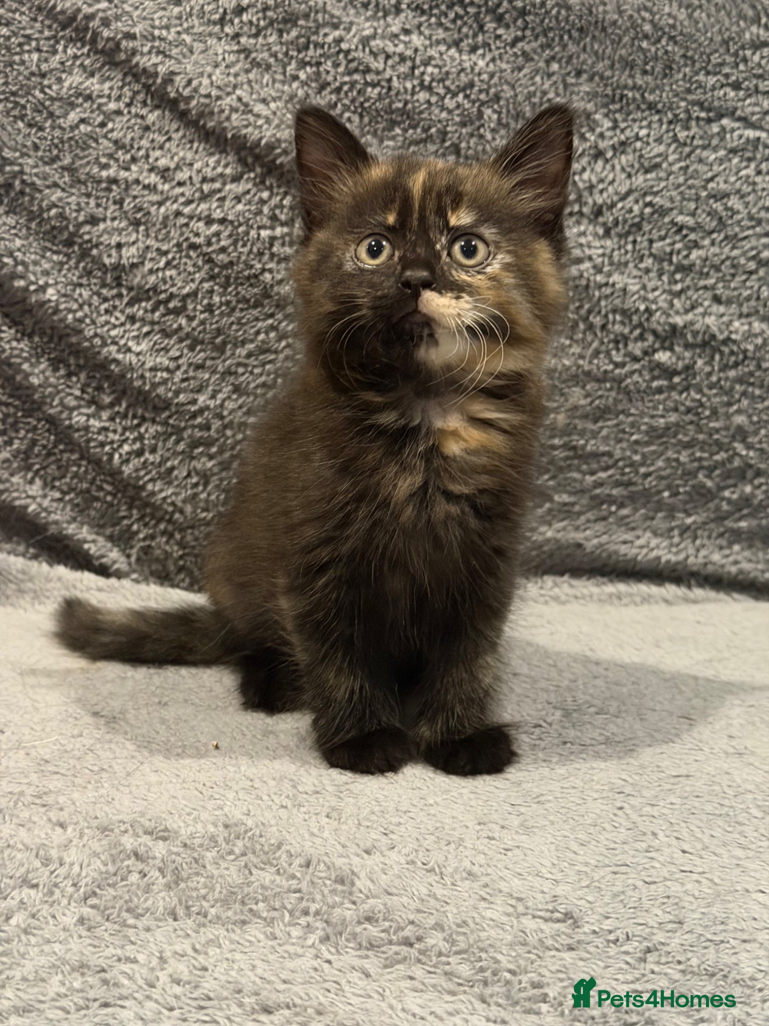 Mixed Breed Kitten 2