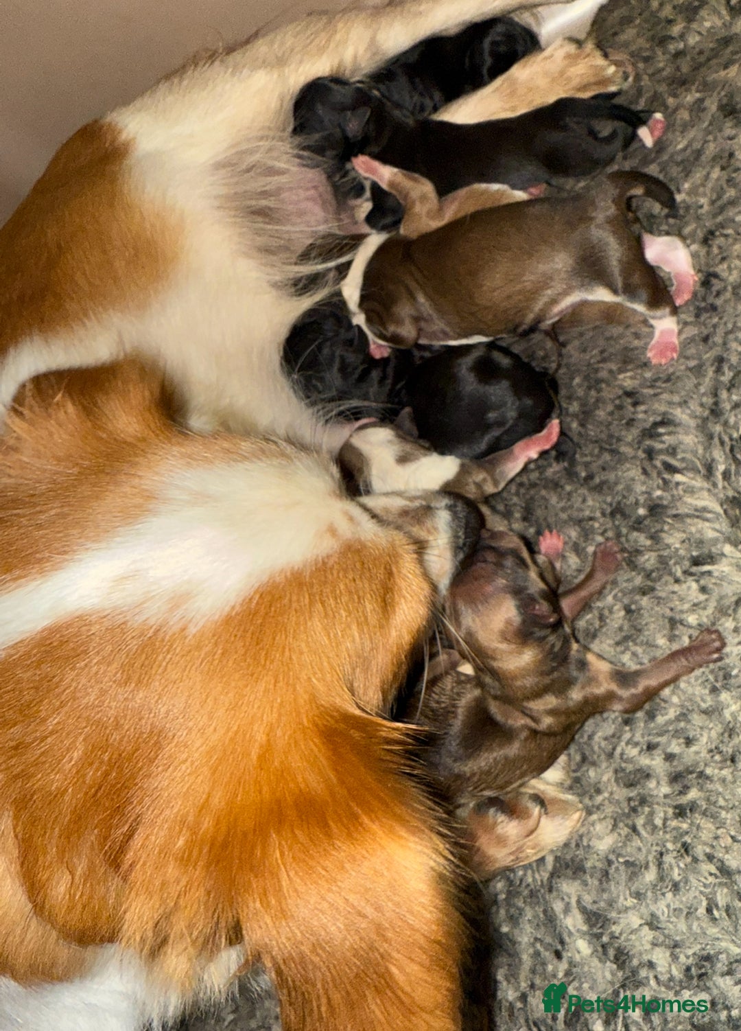 Chihuahua dogs for sale: Chihuahua X Puppies - Image 29