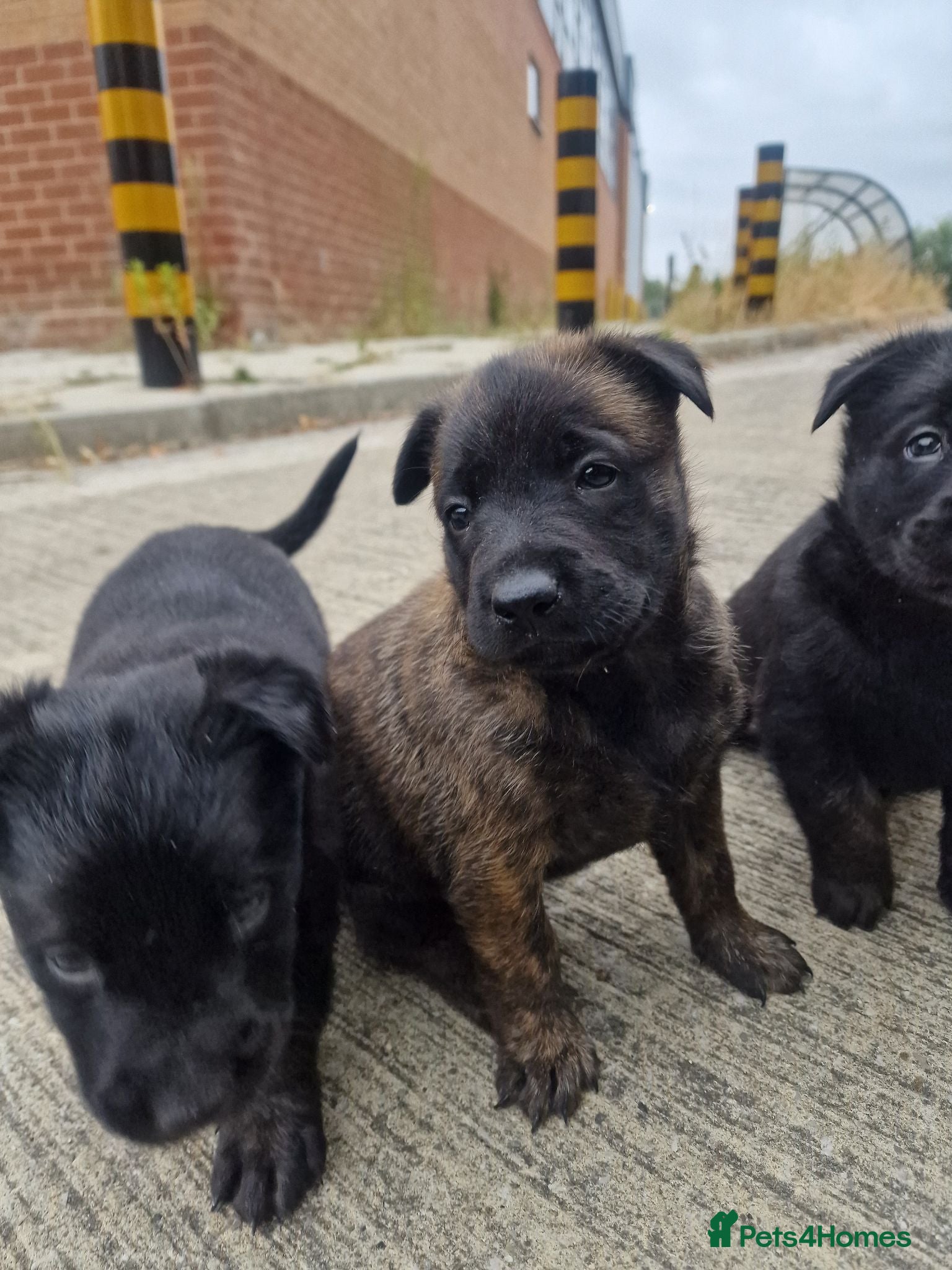 Belgian Shepherd Dog dogs Belgam shepard  - Advert 14