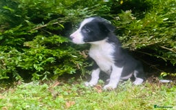 Border Collie dogs for sale: Gorgeous Collie pups - Image 9