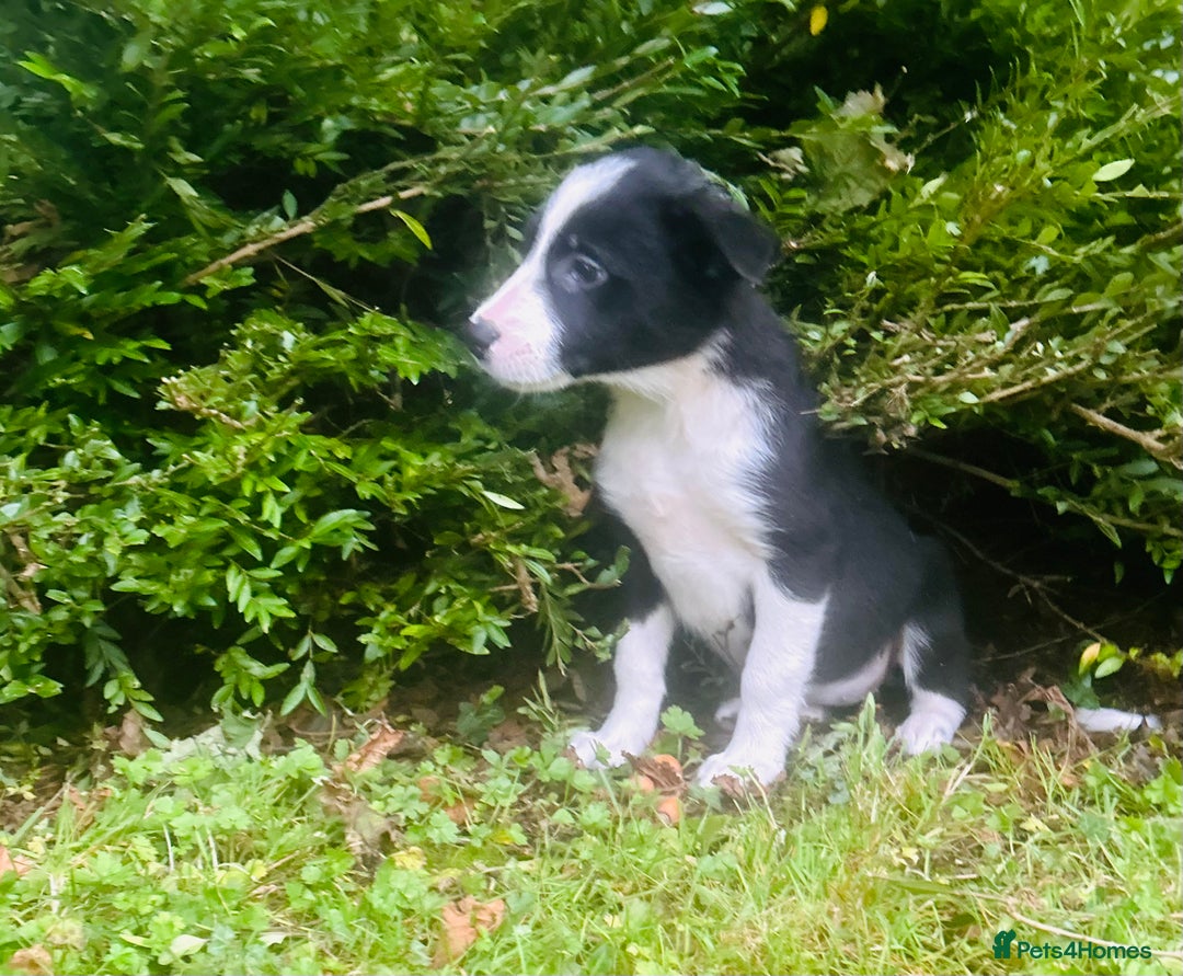 Border Collie dogs for sale: Gorgeous Collie pups - Image 9
