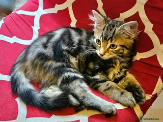 British Shorthair cats British mixed shorthair male kitten - Advert 11