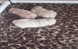 Maltipoo dogs for sale: 🐾 Maltipoo Puppies Raised With Love-DNA Clear  - Image 5
