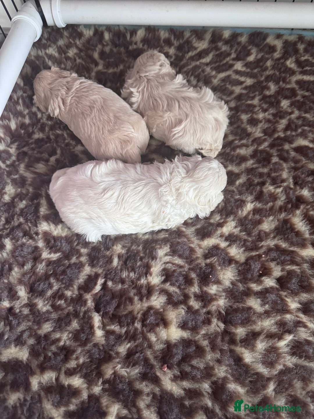 Maltipoo dogs for sale: 🐾 Maltipoo Puppies Raised With Love-DNA Clear  - Image 5