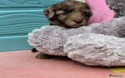 Cockapoo dogs for sale: DNA CLEAR F1  choc, merle, champagne, black - Image 38