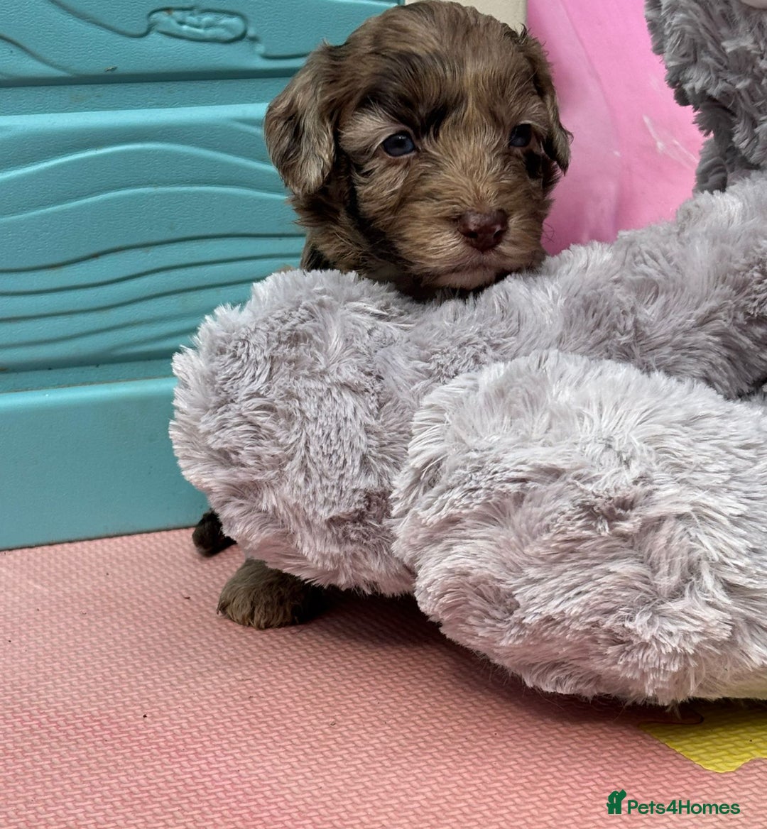Cockapoo dogs for sale: DNA CLEAR F1  choc, merle, champagne, black - Image 38