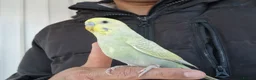 Budgerigars birds for sale: Super silly hand tamed baby budgies  - Advert 18
