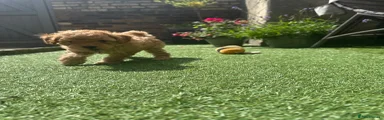 Toy Poodle Puppy 1