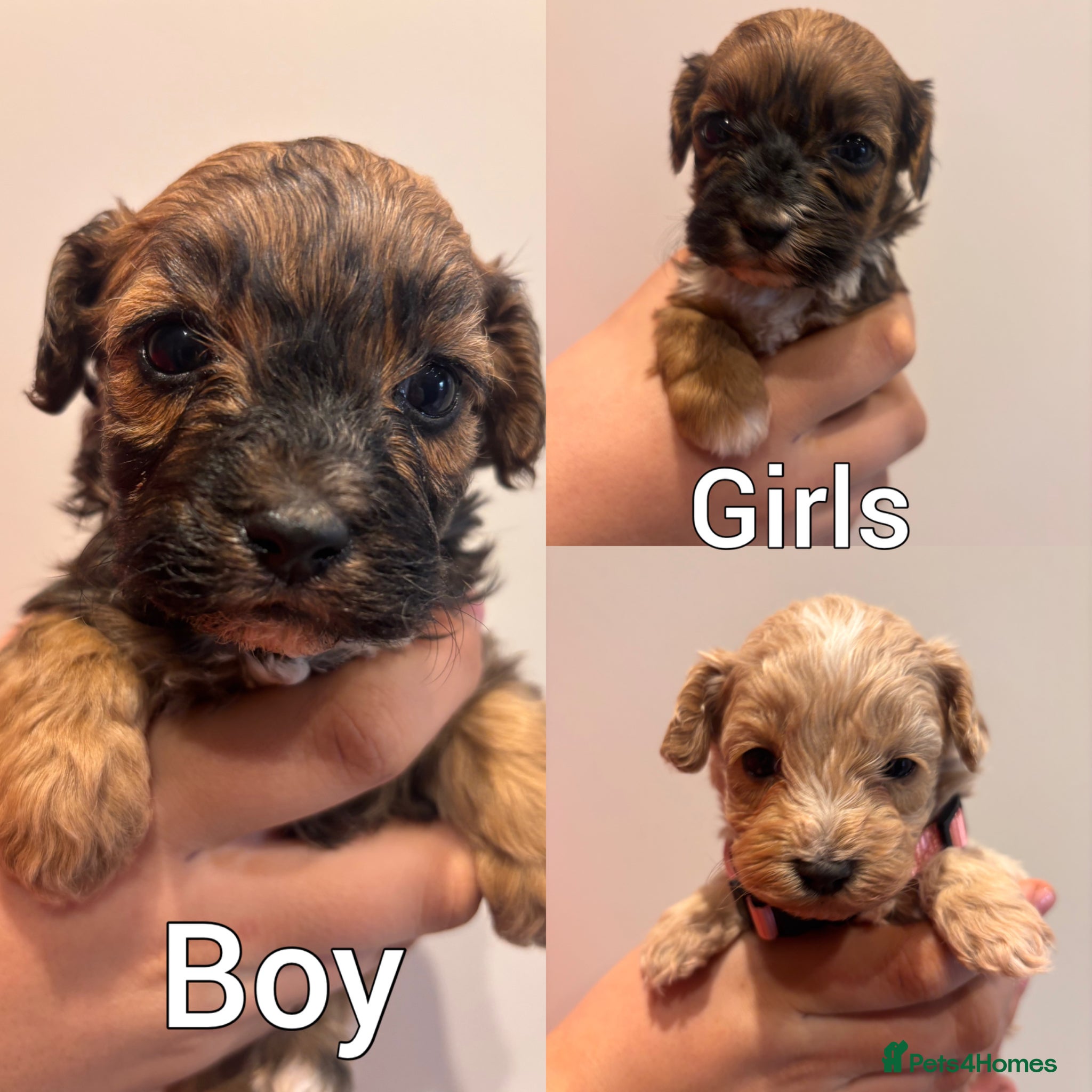 Maltipoo dogs Stunning F1 Fully Health Tested Maltipoo Babies - Advert 1