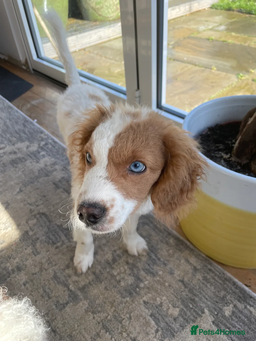 Cockapoo dogs for sale: 4 Month Cockapoo - Needing Her Forever Home 🐶🏡   - Advert 6