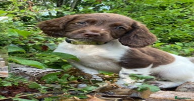 English Springer Spaniel dogs - Advert 2