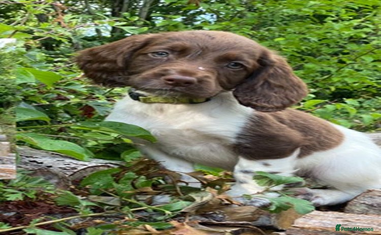 English Springer Spaniel dogs - Advert 1