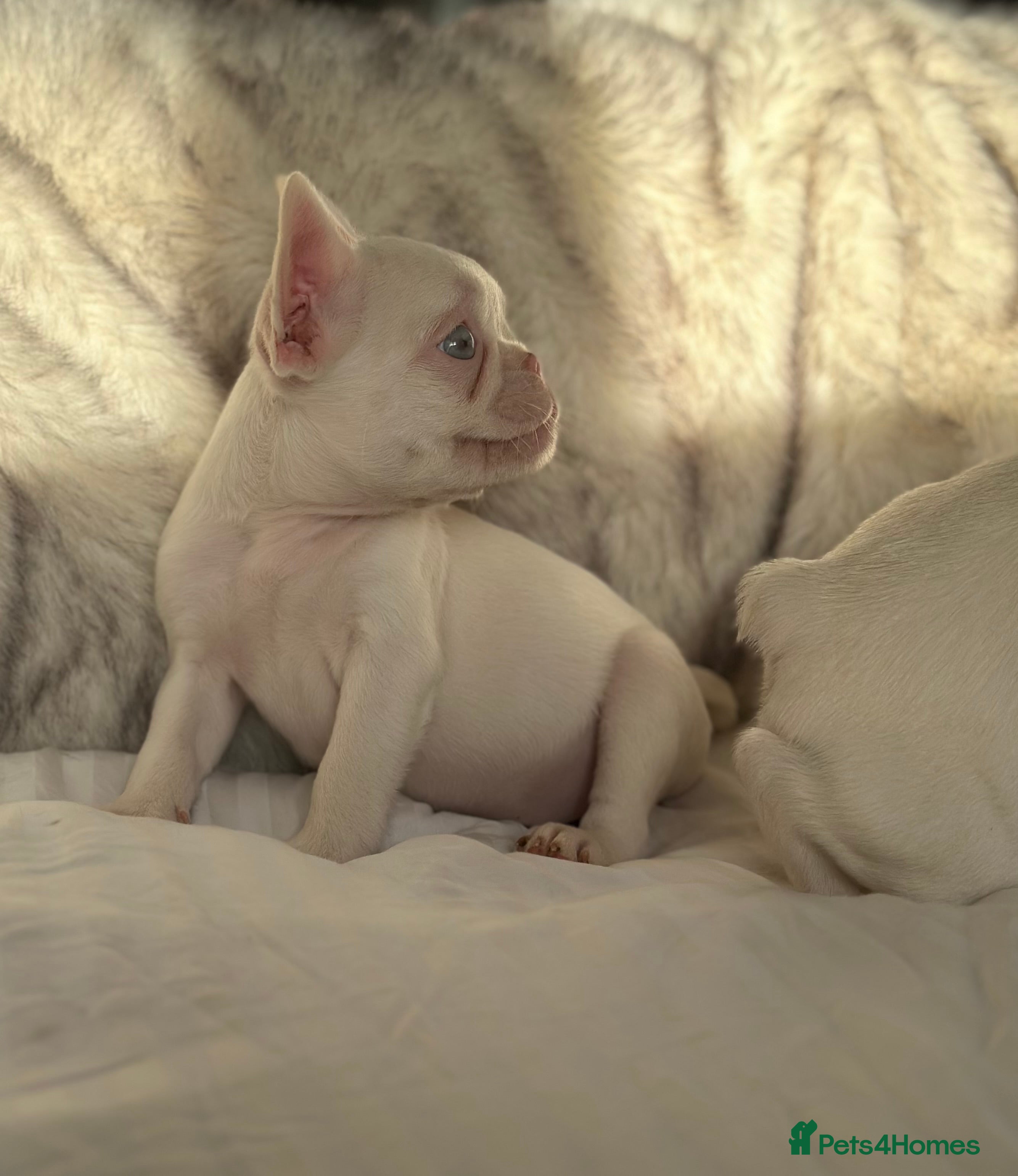 French Bulldog dogs Outstanding KC registered French Bulldog puppies - Advert 3