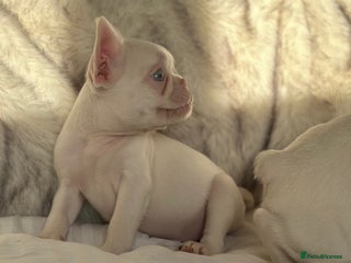 French Bulldog dogs Outstanding KC registered French Bulldog puppies - Advert 2