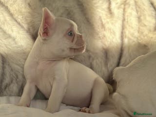 French Bulldog dogs READY NOW KC registered French Bulldog puppies - Advert 2