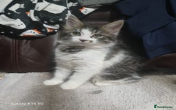 Mixed Breed cats for sale: Gorgeous fluffy princess  - Image 1