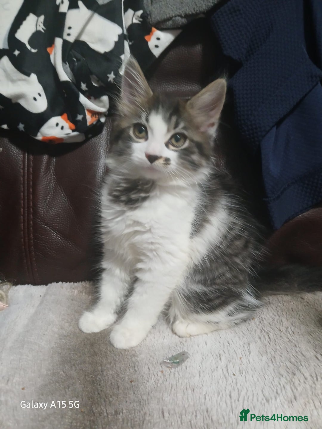 Mixed Breed cats for sale: Gorgeous fluffy princess  - Image 1