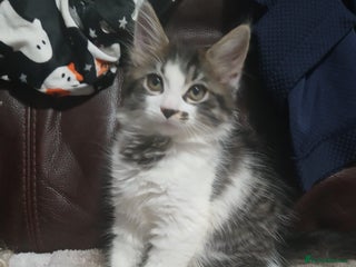 Mixed Breed cats - Advert 2