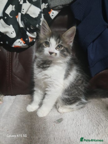 Mixed Breed cats - Advert 3