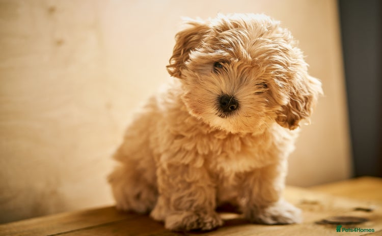 Maltipoo dogs - Advert 1