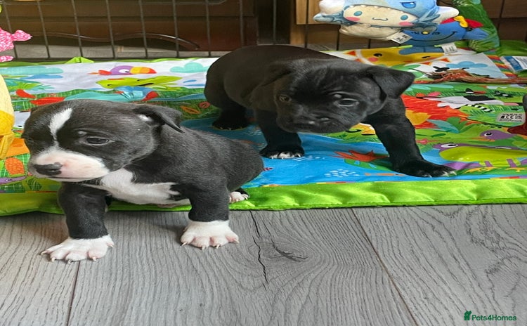 Staffordshire Bull Terrier dogs - Advert 1