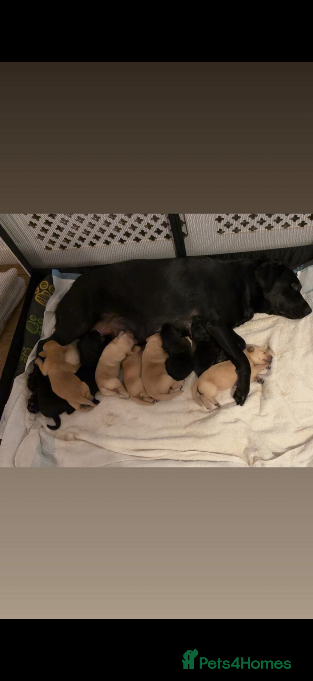 Labrador Retriever dogs for sale: 3 Black Labrador puppies from a litter of 10!! - Advert 1