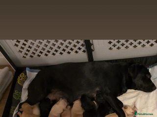 Labrador Retriever dogs 3 Black Labrador puppies from a litter of 10!! - Advert 17