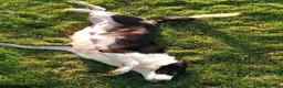 Border Collie dogs for sale: Border collie pups  in Strathaven - Advert 12