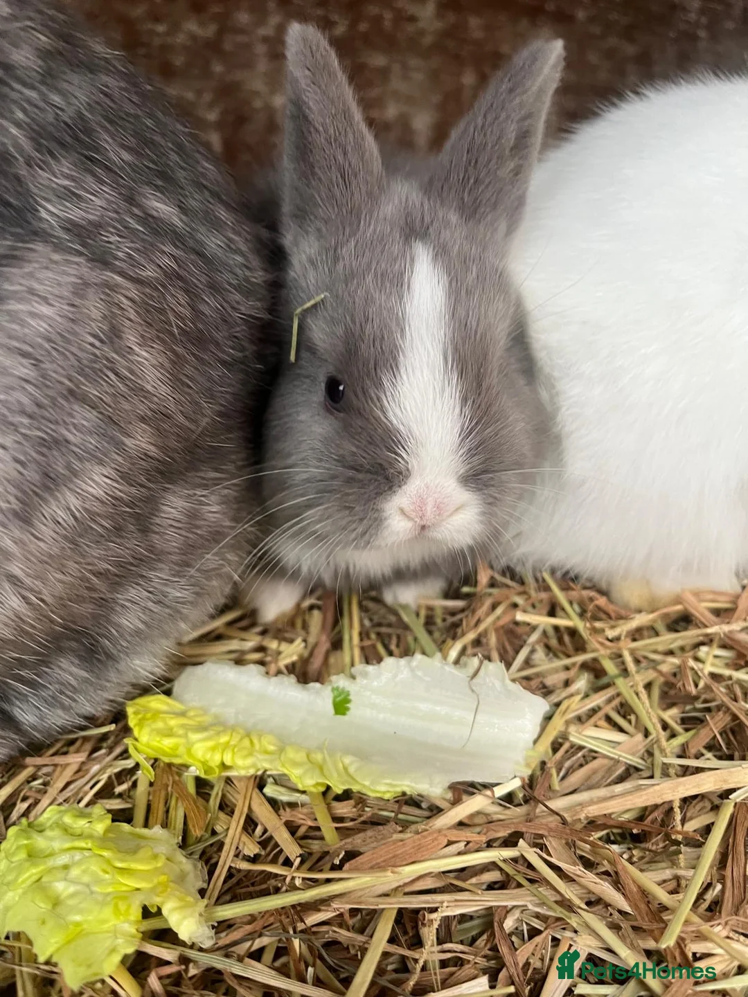 Mixed Breed rabbits for sale: 3 rabbits for sale 2 boys 1 girl - Advert 4