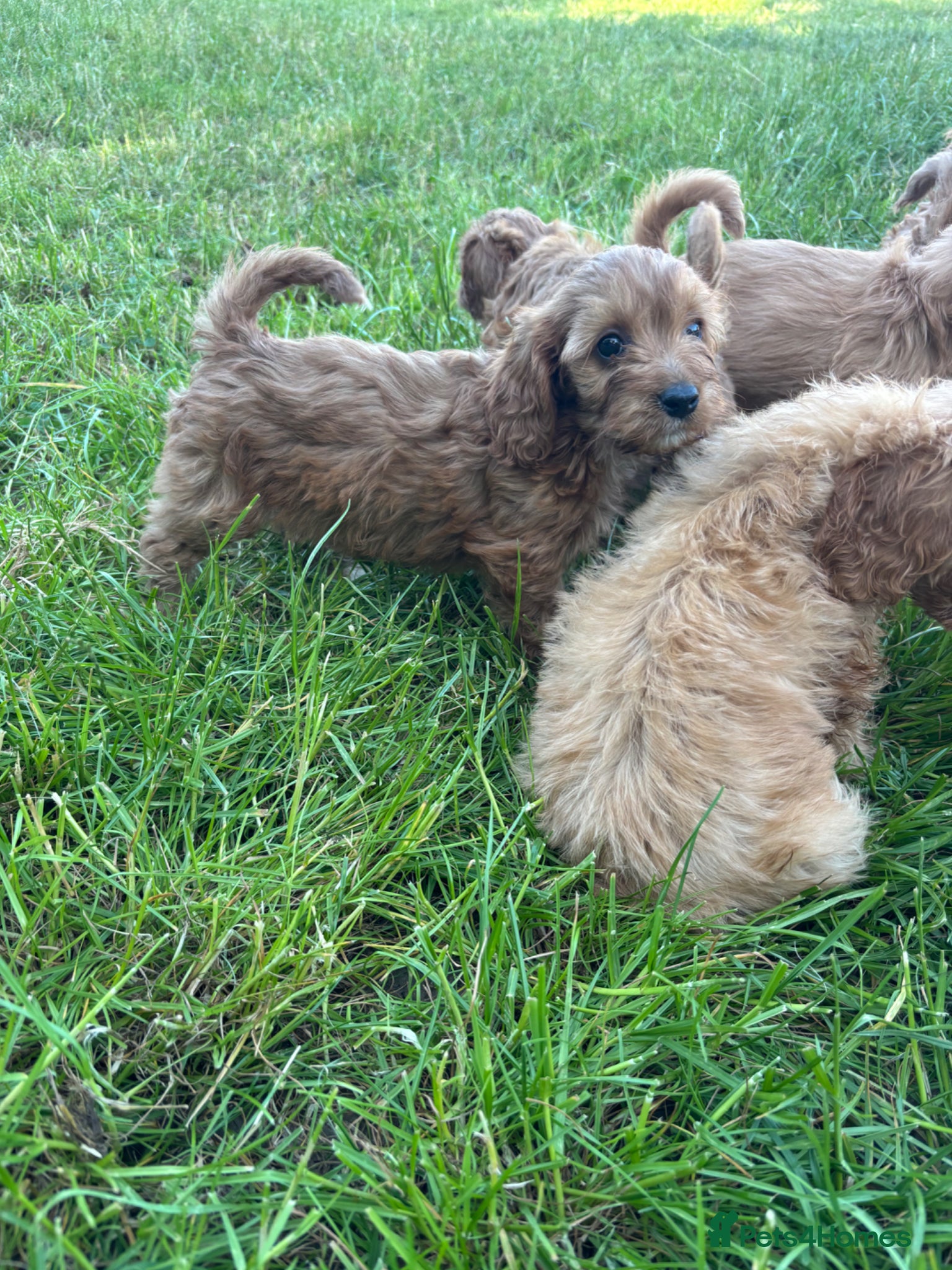 Cavapoo dogs for sale: Beautiful red girls and boys available  in Sittingbourne - Advert 19