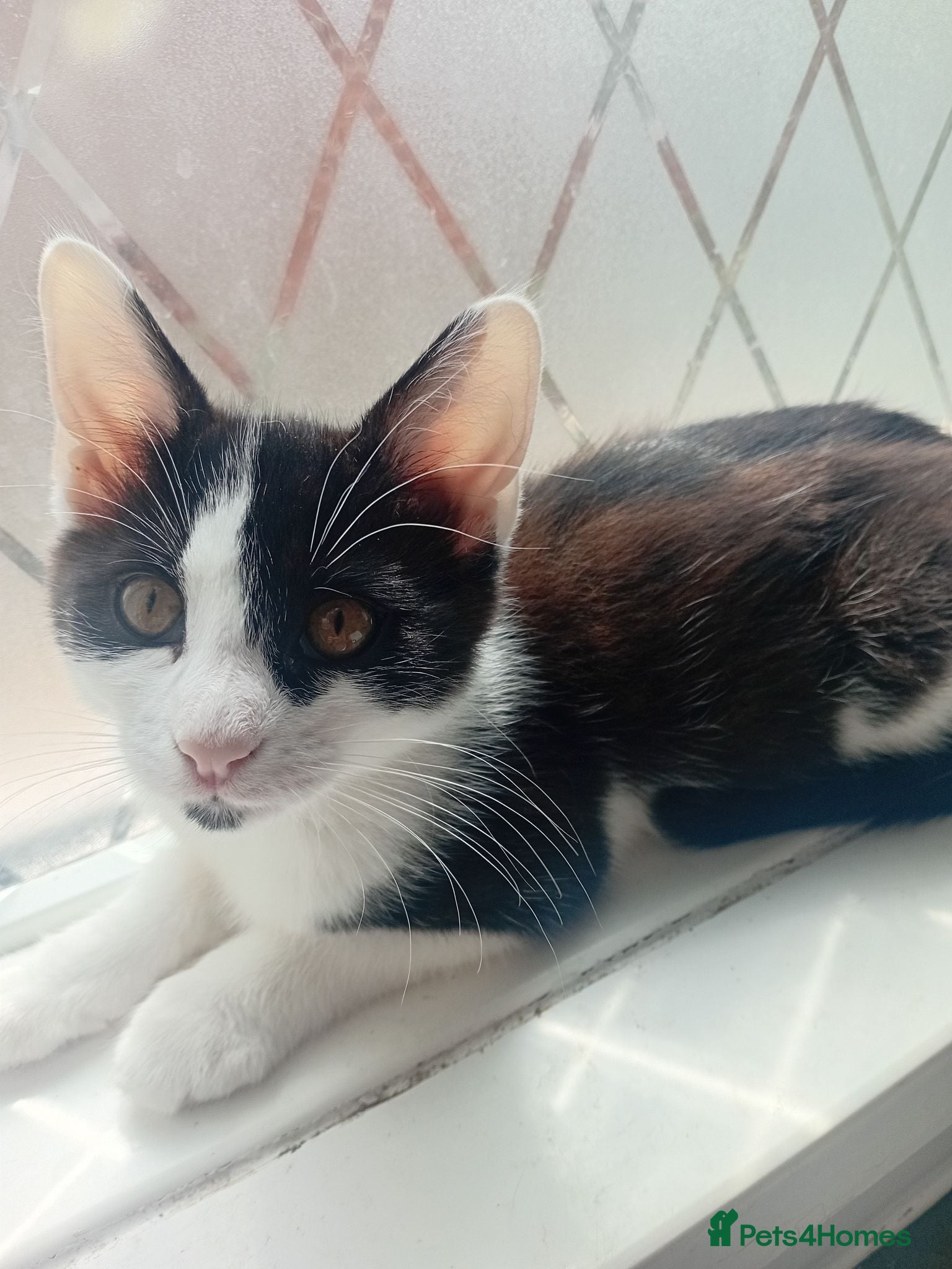 Mixed Breed cats Cute piebald kittens  - Advert 2