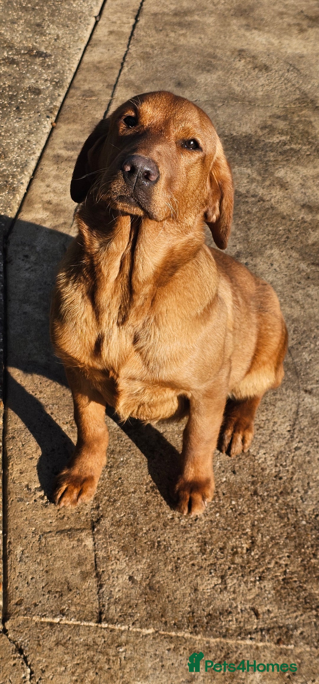 Labrador Retriever dogs for sale: ONLY 1 BEAUTIFUL KC FOX RED GIRL LAB AVAILABLE - Image 32