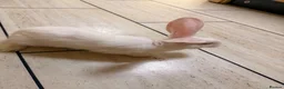 Flemish rabbits for sale: World largest rabbit  - Advert 3