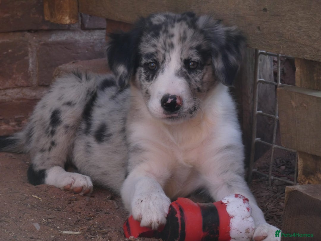 Border Collie dogs for sale: Red, and blue merle, tri, b/w collies farm reared - Image 18