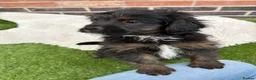 Mixed Breed dogs for sale: REDUCED LAST MALE FLUFFY FRENCHIE CROSS - Advert 2