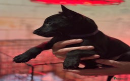 Belgian Shepherd Dog dogs for sale: Malinois Pups. Intentionally Bred as family dogs - Advert 7