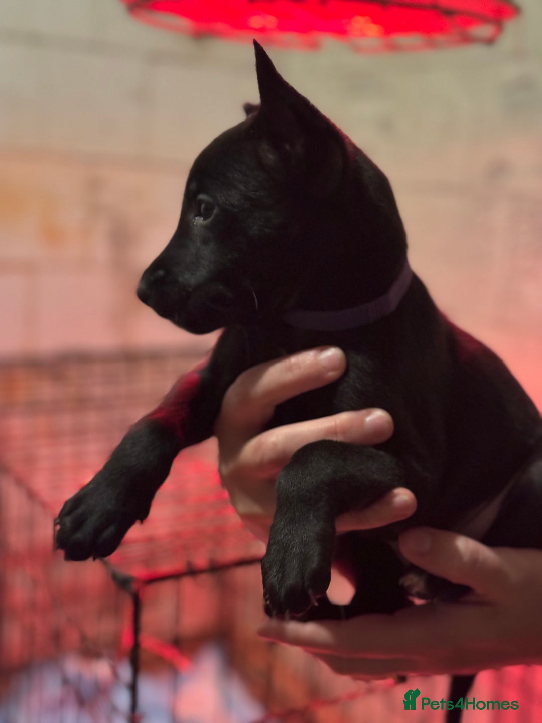 Belgian Shepherd Dog dogs for sale: Malinois Pups. Intentionally Bred as family dogs - Advert 7